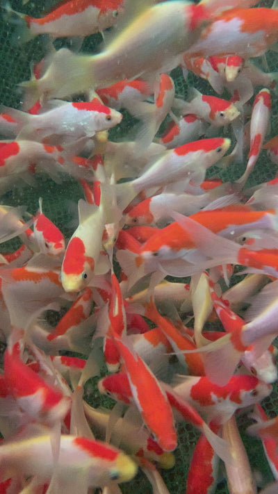 Sarasa Common Goldfish Video