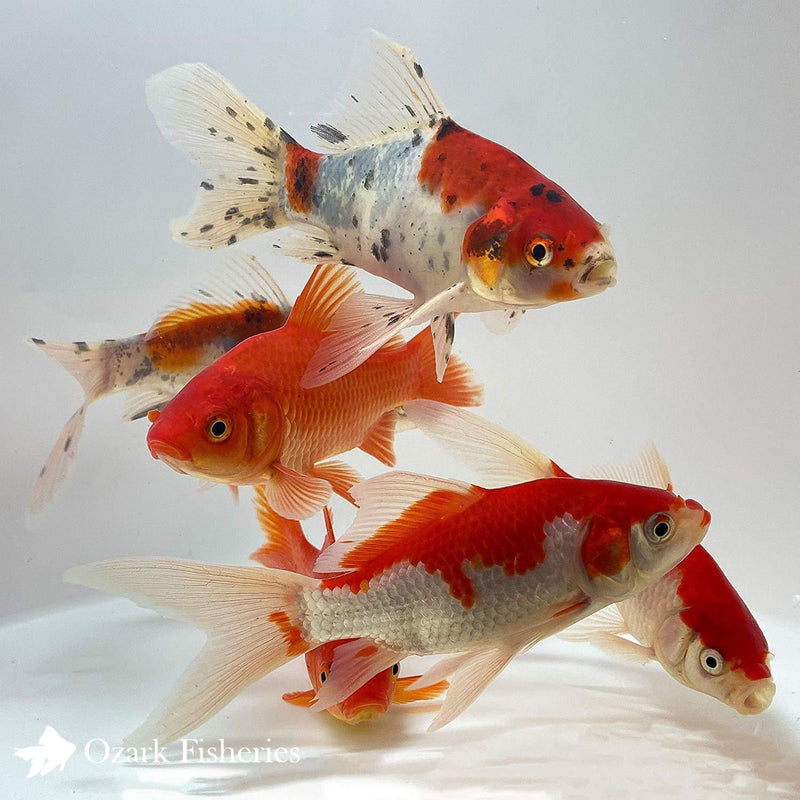 Assorted Goldfish Combo: Shubunkin, Sarasa, and Common Goldfish
